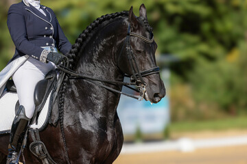 Friesian horse breed, close-ups, during an S-bridle test in a dressage tournament.