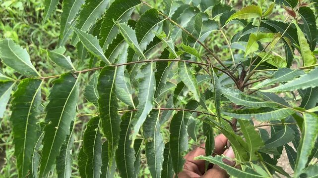Neem Leaves Closeup in Hand | Azadirachta Indica Herbal Plant Demonstration