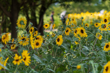 木陰とひまわり畑の夏景色