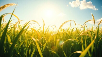 Fototapeta premium Sunlit Green Field of Tall Grass Under Bright Sky