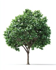 Fototapeta premium Lush green tree against white background (6)