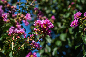 Bright pink flowers of crape myrtle against a clear blue sky, surrounded by lush green foliage. The vibrant blossoms create a vivid natural scene under direct sunlight.