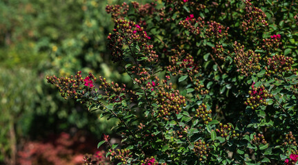 Budding crape myrtle branches with deep green foliage and clusters of unopened flower buds, accented by small blooming pink flowers, captured in bright natural sunlight.