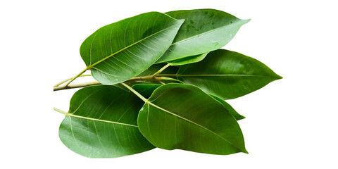 Green leaf isolated on white background