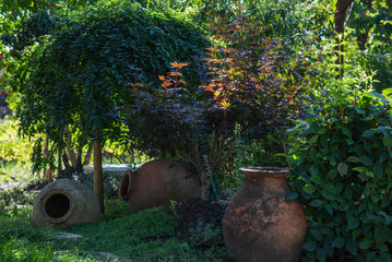 lush garden with a variety of green and dark-leaved plants, featuring traditional clay qvevri used for wine making, partially buried in the ground, creating a rustic and cultural landscape