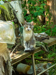 Cute cat sitting in a junkyard garden.