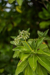 Close-up of small white tropical flowers blooming on a lush green plant, captured with a soft-focus background, creating a vibrant and serene natural composition.