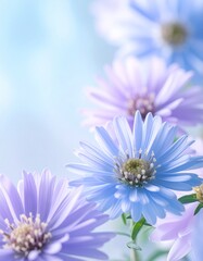 Aster savatieri flower background