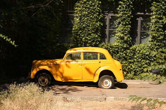 Fototapeta Retro yellow vintage car parked in garden with green plants