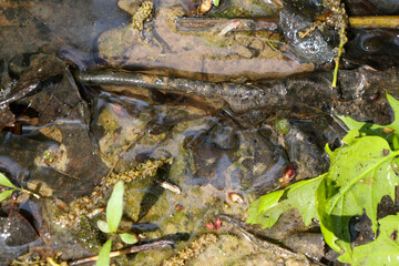 ​A murky stream of water flows through the forest floor, filled with wet leaves, mud, and small plant matter. This close-up view shows the details of a micro-environment, conveying a sense of serenity
