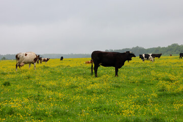 A herd of cows grazes on a vast green meadow dotted with yellow flowers, creating a picture of rural idyll. This scene conveys a sense of tranquility and harmony, typical of a spring countryside lands