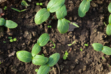 Tender cucumber sprouts break through the fertile soil, each with two bright green leaves. The photo symbolizes the beginning of new life, growth, and the promise of a future harvest.