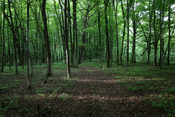 A path covered with fallen leaves runs through a dense forest, where tall trees create a shady green space. The photo conveys the peace and grandeur of nature, inviting meditation and communion with i