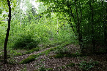 Obraz premium A dense forest with a path covered in fallen leaves, leading deep into the trees, where peace and greenery reign. The photo conveys the beauty of nature, ideal for walks and meditation, full of life a