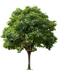 Obraz premium Lush green tree against white (13)