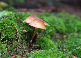 Miniature fungi grow on a thick carpet of green forest moss. The image conveys a magical and mysterious microcosm filled with natural harmony and tranquility.