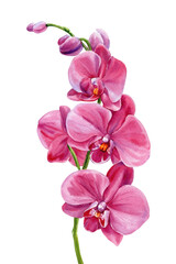 pink orchid flowers watercolor painting tropical botanical floral artwork delicate bloom illustration exotic elegant isolated design