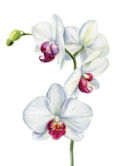 white orchid flowers watercolor painting tropical botanical floral artwork elegant exotic bloom isolated illustration
