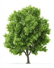 Fototapeta premium Lush green tree against white (14)