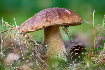 Young boletus Boletus edulis with a light brown cap between grass and leaves