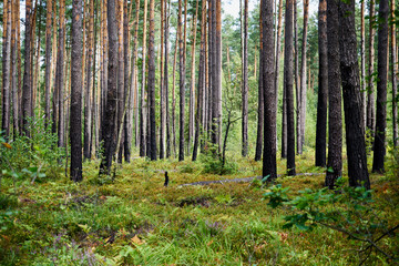 las,drzewa  © Marcin Łazarczyk