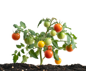 A small tomato plant in a black pot with ripe and unripe tomatoes growing on the vine.