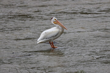 lone white pelican posing in profile standing on rounded rock in river (close-up)