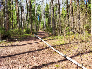 Fallen trees along a forest pathway with green foliage and dappled sunlight filtering through tall pines