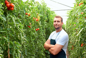 farmer in greenhouse growing and harvesting tires tomatoes for sale