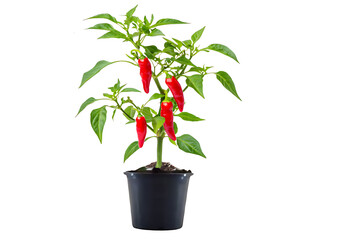 Fototapeta premium A collection of red chili peppers, some whole and some cut into small slices, arranged on a white background.