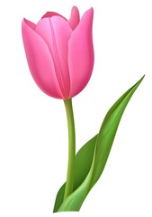Watercolor pink tulip flower with stem and leaves,