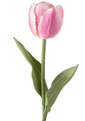 Fototapeta premium Watercolor pink tulip flower with stem and leaves,