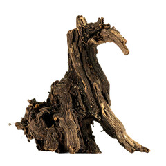 Fototapeta premium dead dry root of an old tree isolated on white or transparent background