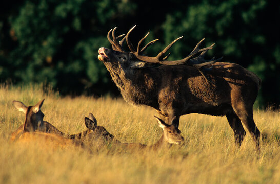 Cerf &eacute;laphe, biche, m&acirc;le, brame, cervus elaphus