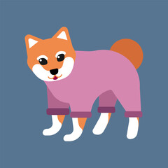 Vector illustration isolated on blue background. Japanese Shiba Inu dog sits and looks forward. Cute dog is dressed in street clothes because of cold and autumn