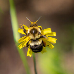 bumblebee on yellow flower