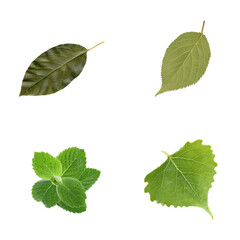 Green Leaf Collection on transparent Background