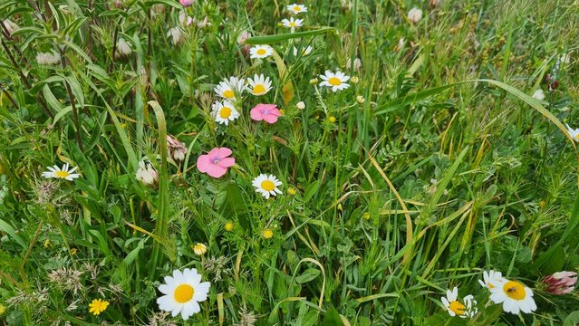Fototapeta Pink and white daisies blooming on a fresh green meadow in spring. Natural floral background with bright colors, perfect for seasonal design, eco concepts, and nature themes