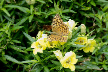 Silver-washed Fritillary butterfly (Argynnis paphia) sitting on yellow flower in Zurich, Switzerland