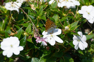 Silver-washed Fritillary butterfly (Argynnis paphia) sitting on white flower in Zurich, Switzerland