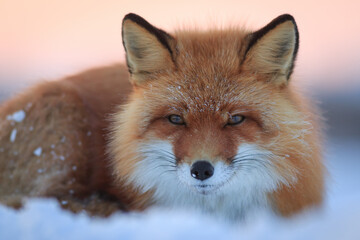 Red fox (Vulpes vulpes). Close-up portrait of a fox. Fox lying on the snow. Wild animal in its natural habitat in the Arctic tundra. Wildlife of the northern regions of Siberia. Chukotka. Cold weather