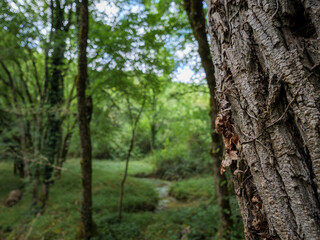 Tree bark texture with a tranquil green forest background for wellness