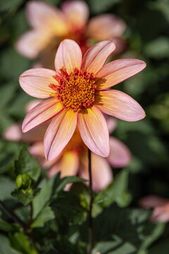 Dahlia 'Totally Tangerine' tuber in bloom