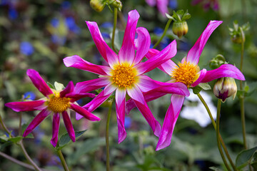 Honka Pink Dahlia in bloom