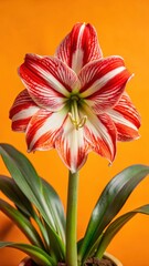 Fototapeta premium A stunning white and red hippeastrum flower blooming in a garden amidst lush greenery