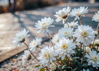 Peaceful White Flowers in a Secluded Garden