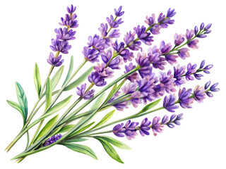 Naklejka premium Lavender flowers isolated on white background, a fragrant and calming bunch of purple blooms with green leaves