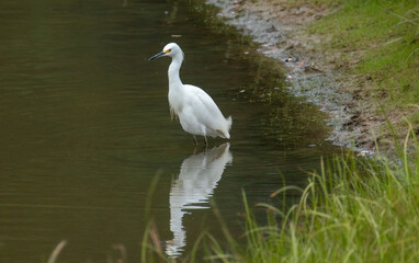 Egret standing in pond water