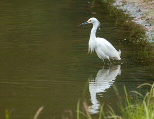 Egret standing in pond water