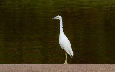 Egret standing in pond water